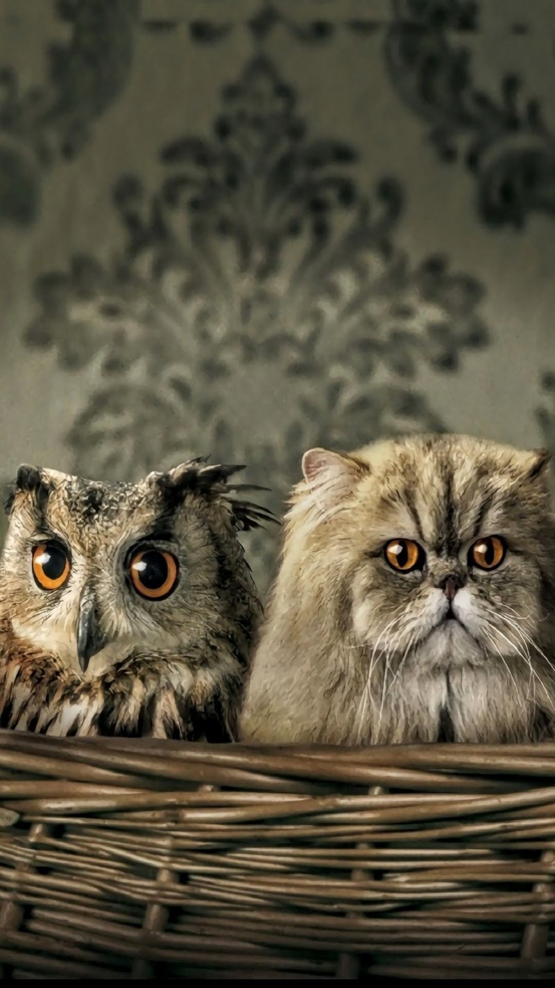 Кошка Сова
