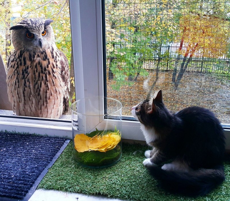Кот и птичка за окном