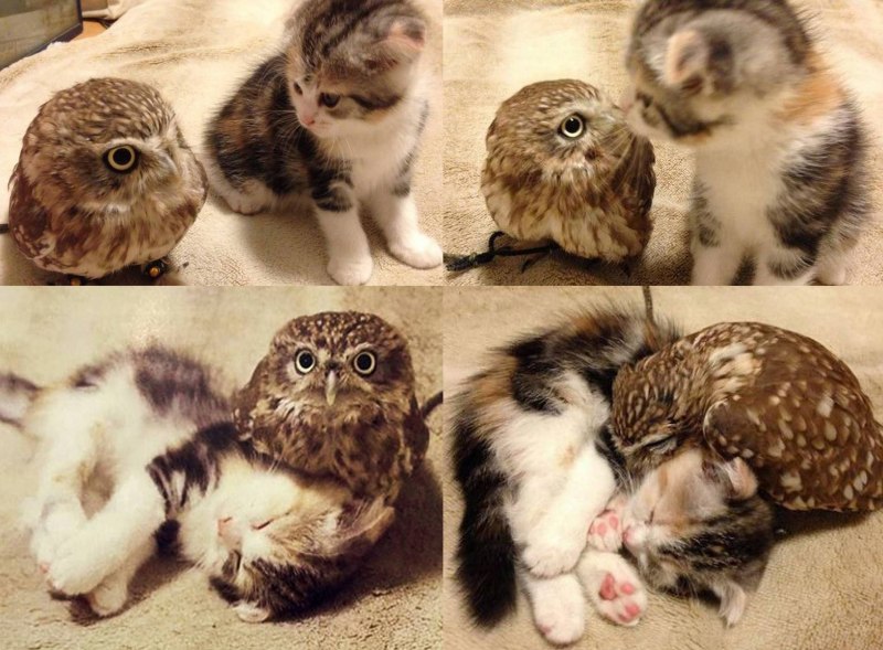 Смешные кошки и Совы