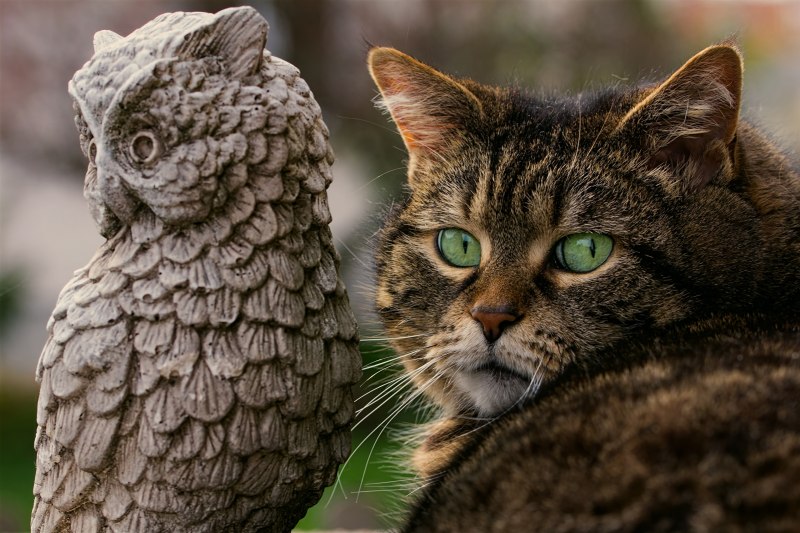 Коты и Совы