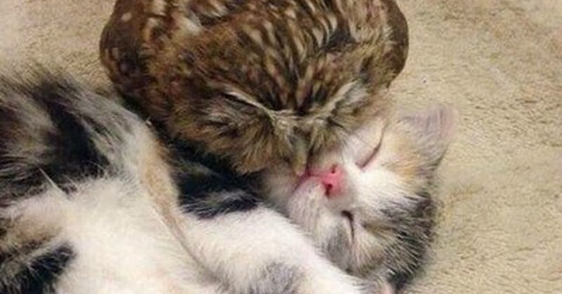 Котенок и Совенок спят