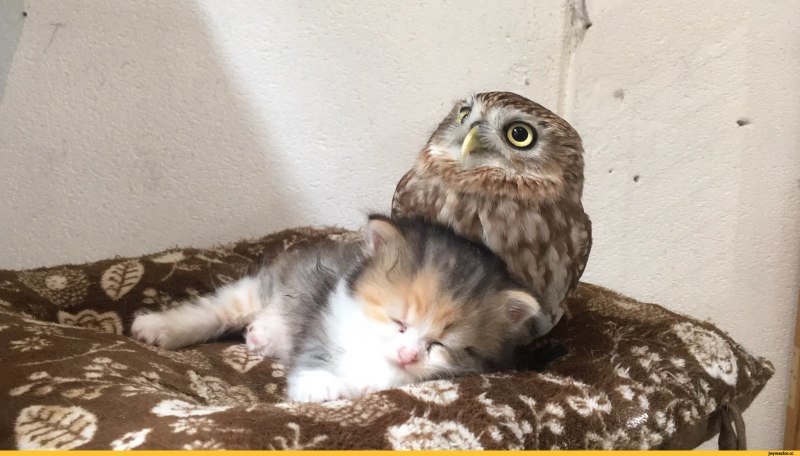 Кошка Филин