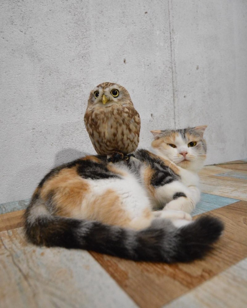 Кошка Сова