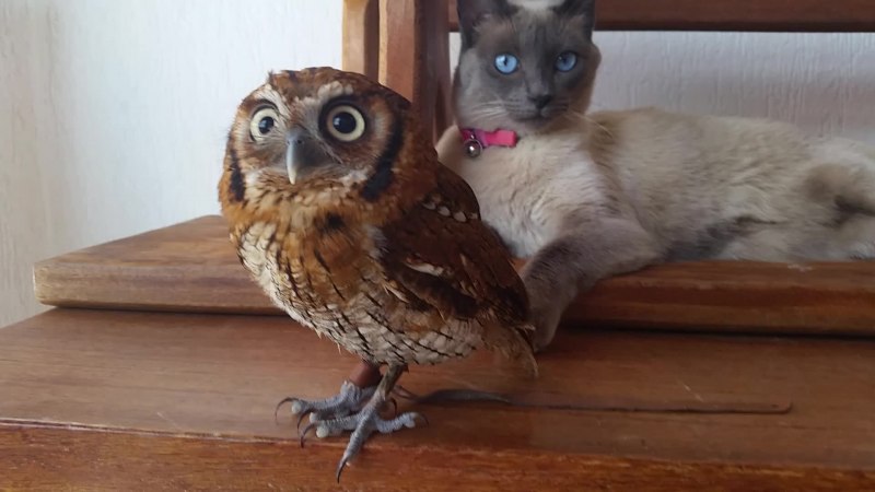 Кошка Сова