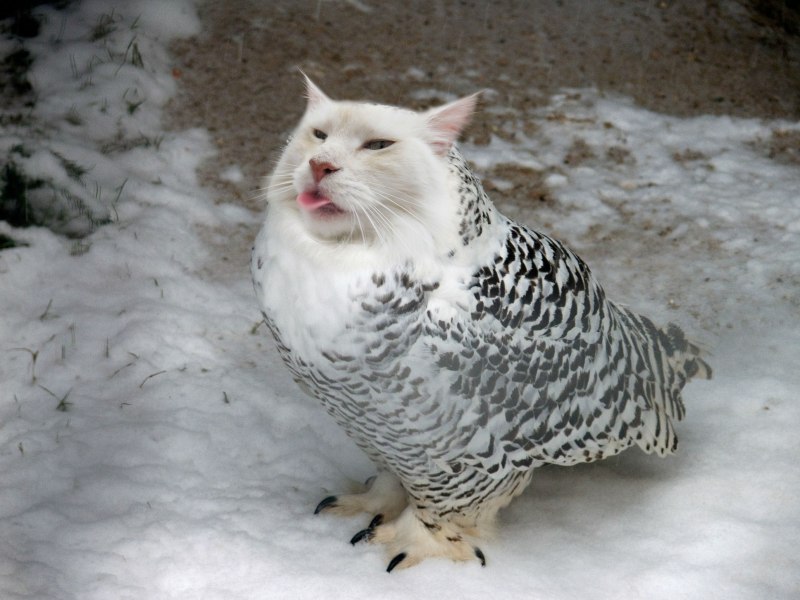 Кот Арктический