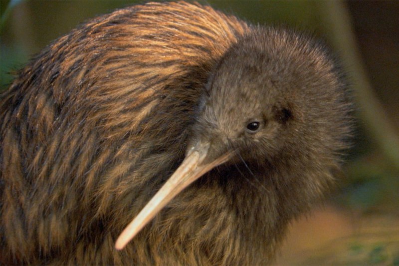 Нелетающая птица Южной Америки