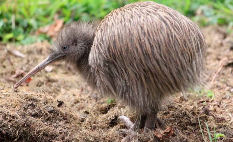Apteryx owenii