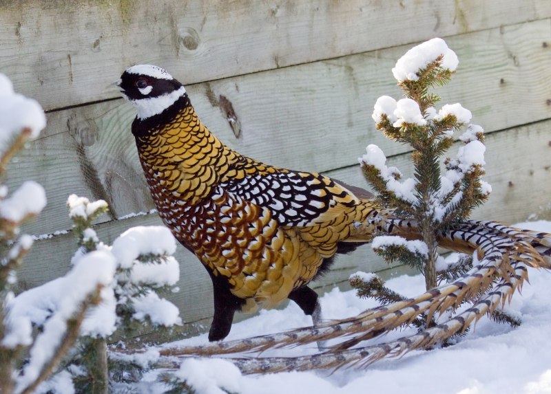 Королевский (syrmalicus Reevesi)