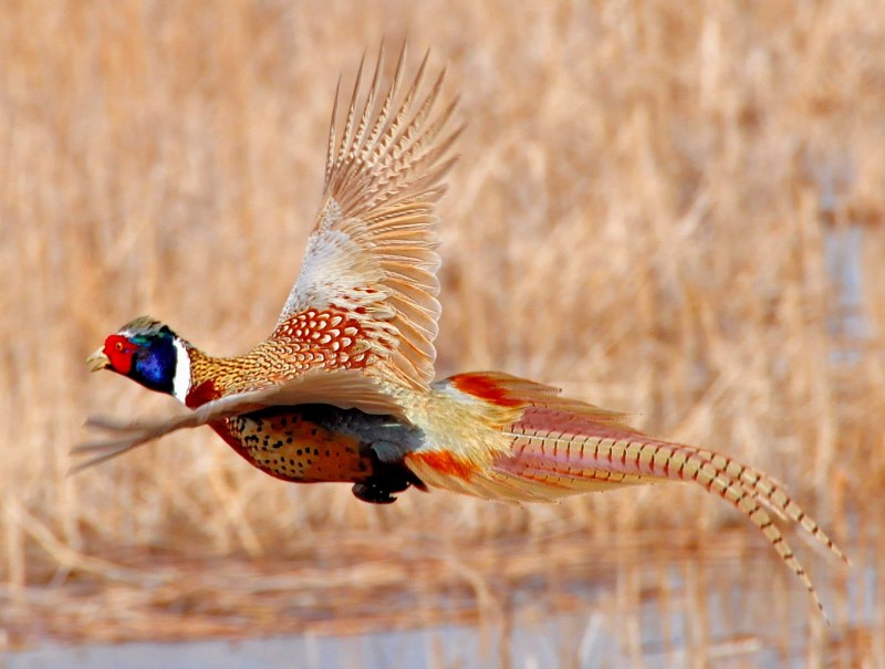 Фазаны (Pheasants)