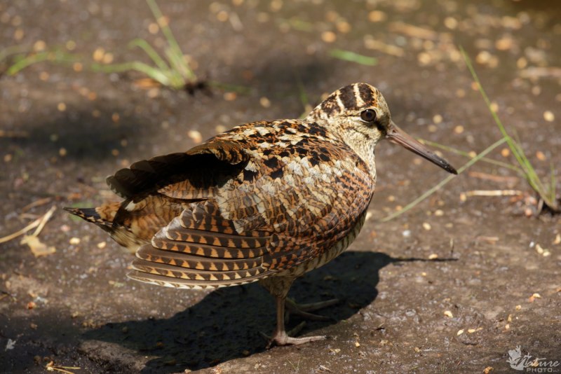 Scolopax dicra