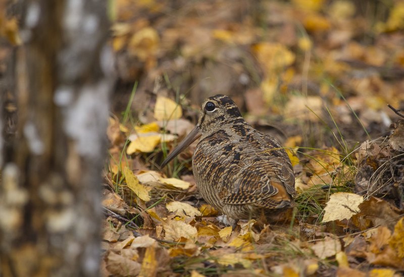 Горный дупель (Gallinago solitaria)