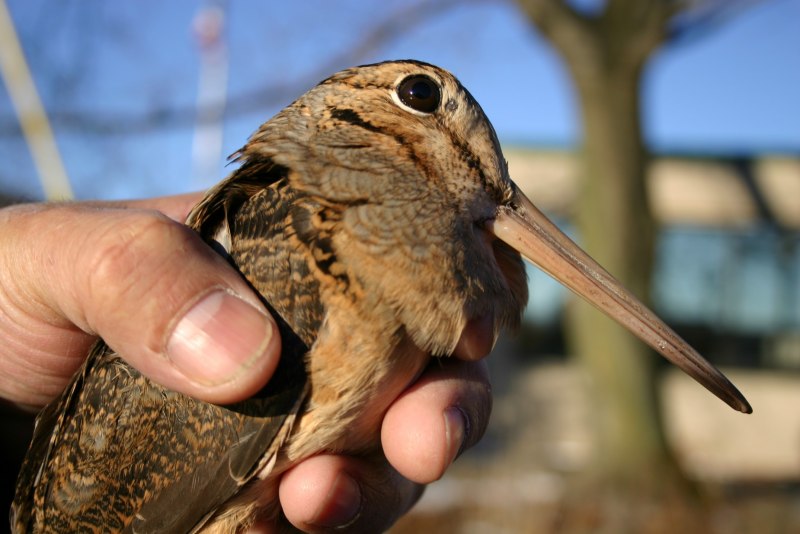 ANIMALBASE Woodcock