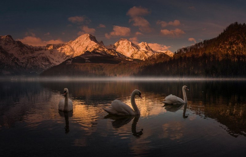 Американский лебедь