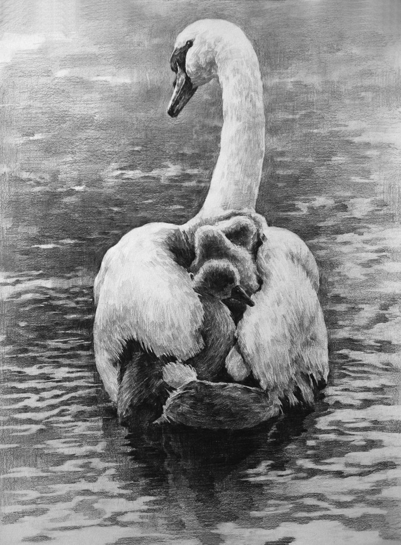Лебедь рисунок