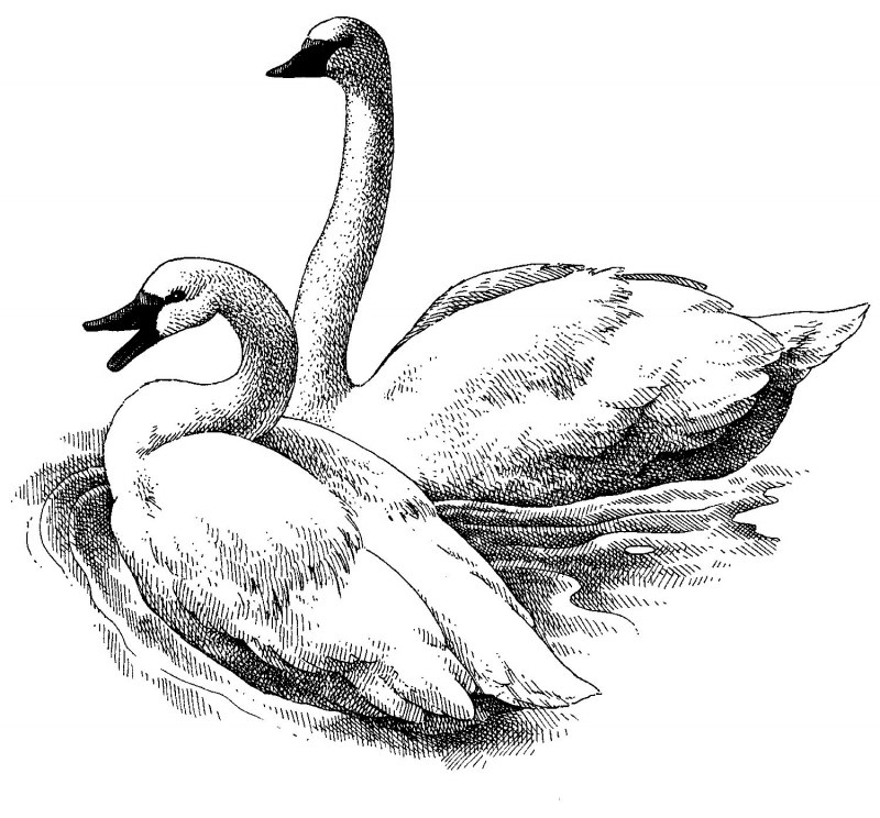 Лебеди живопись