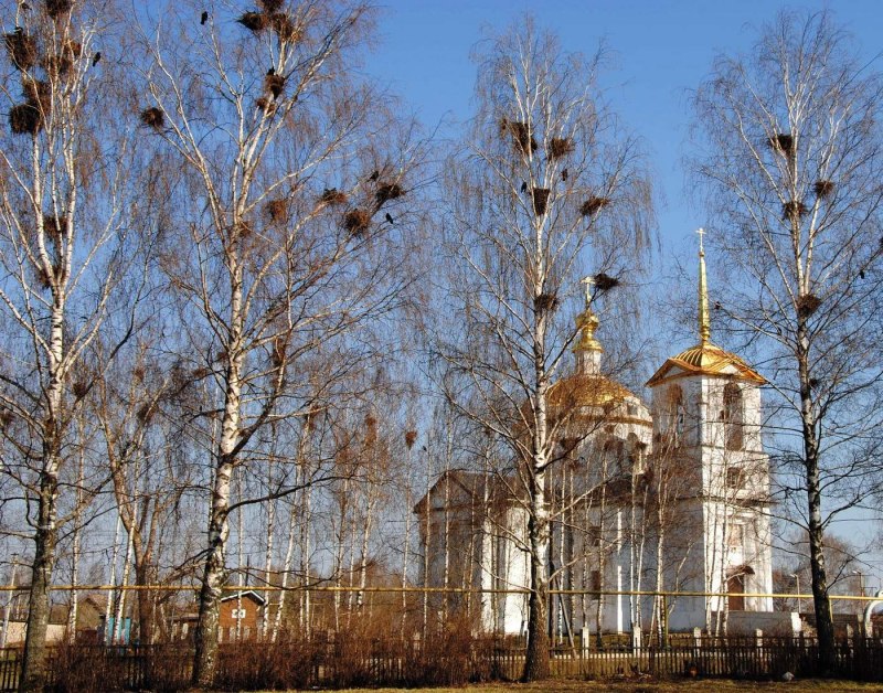 Грачи прилетели