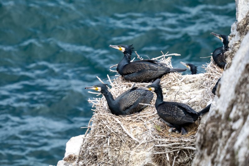 Phalacrocorax Carbo птица