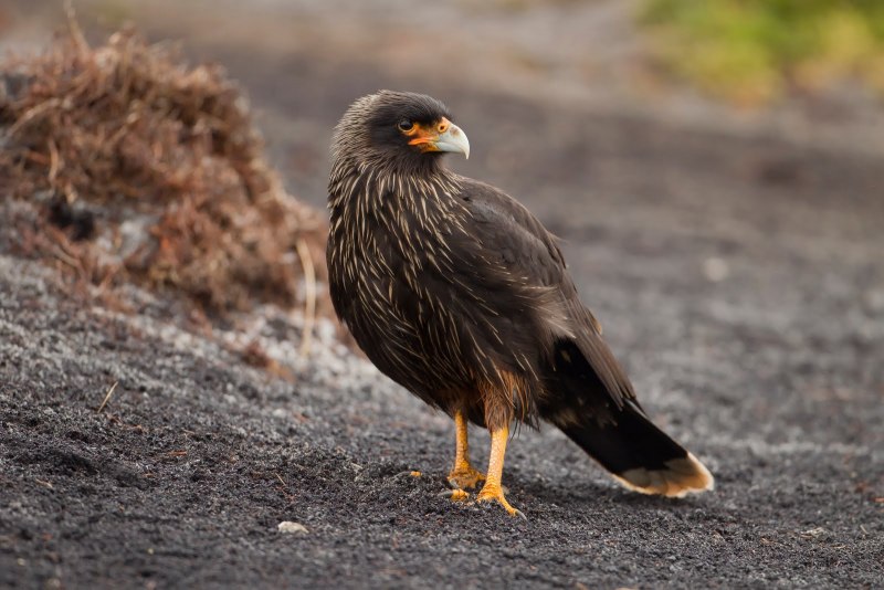 Caracara cheriway