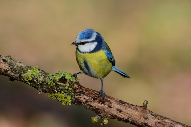 Лазоревка cyanistes caeruleus