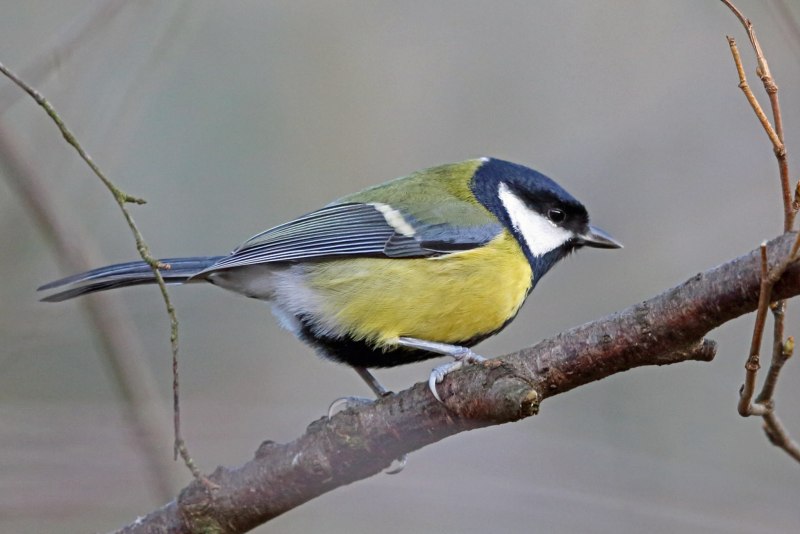 Лазоревка cyanistes caeruleus