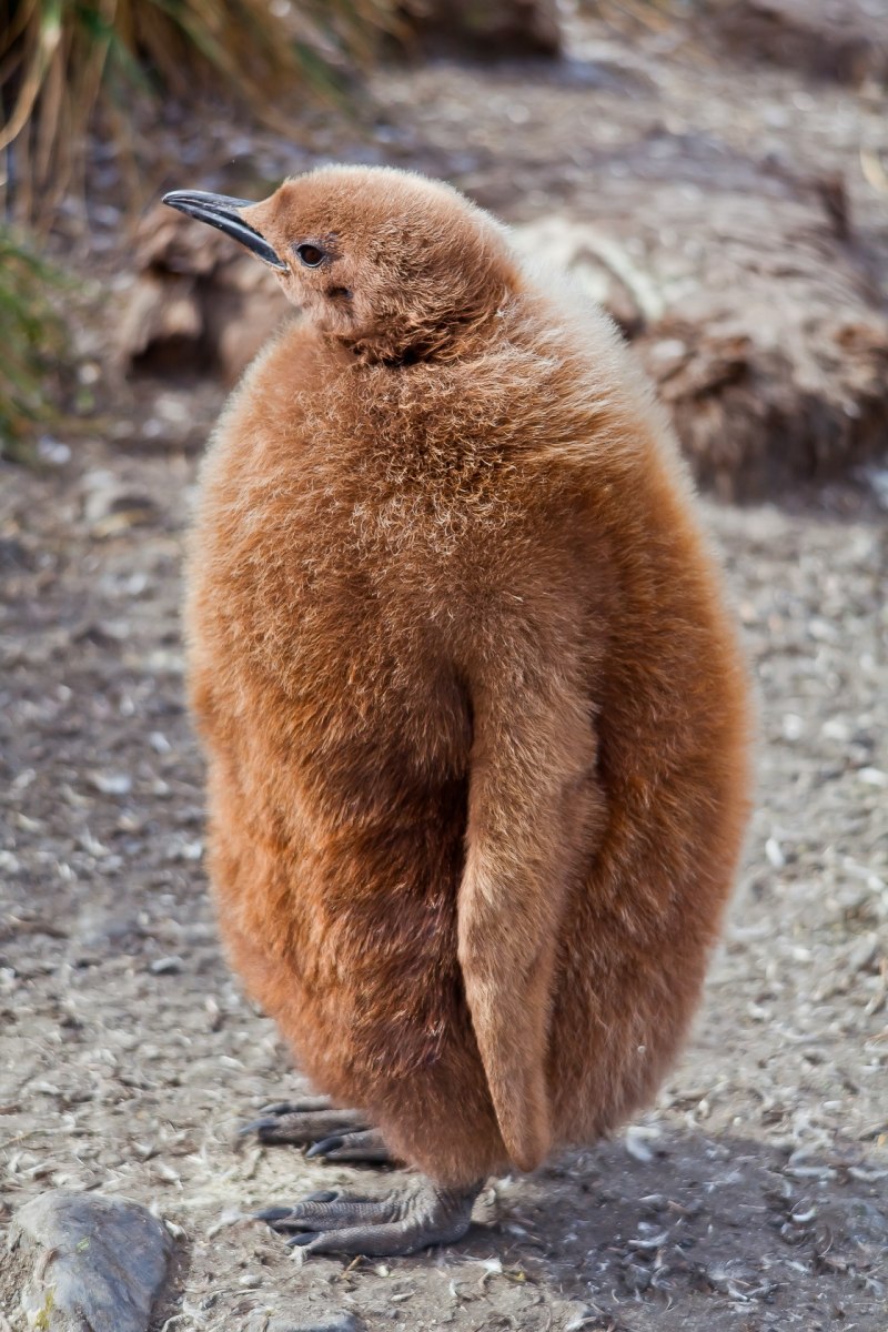 Королевский Пингвин детеныш
