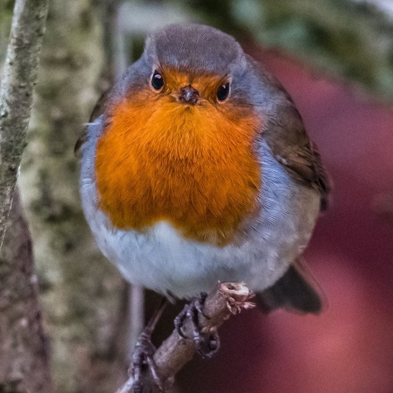 A Robin Малиновка