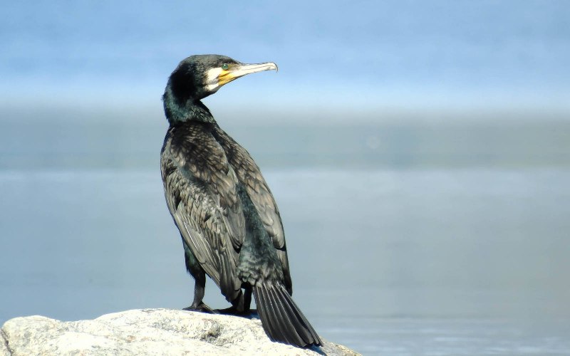 Baltic Birds