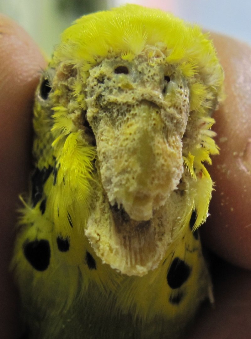 Чесотка у попугая (67 фото)
