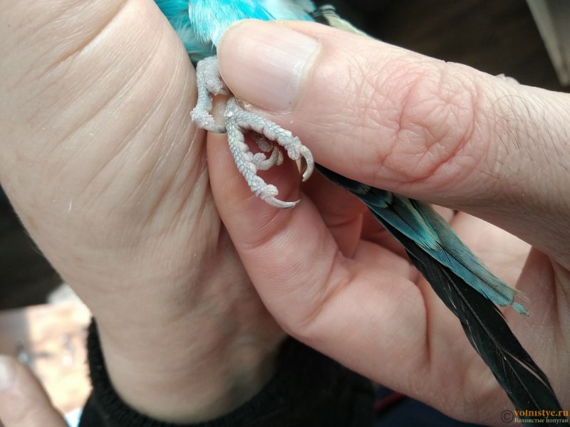 Клещ на клюве у волнистого попугая