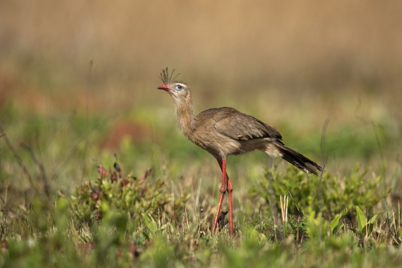 Cariama cristata