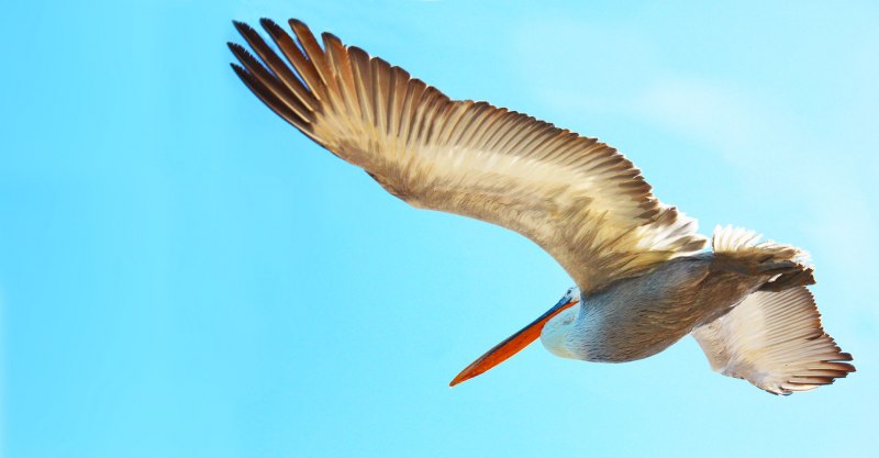 Обыкновенная Горлица (Streptopelia Turtur)