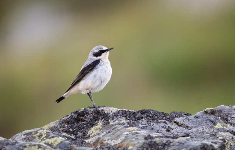 Каменка-плясунья (Oenanthe isabellina)
