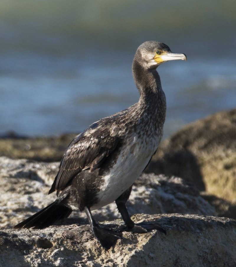 Большой Баклан Phalacrocorax Carbo
