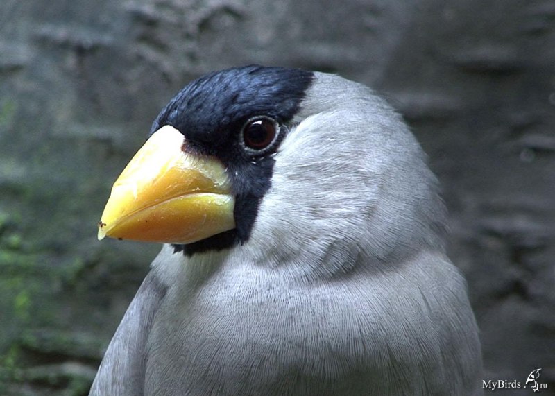 Eophona personata
