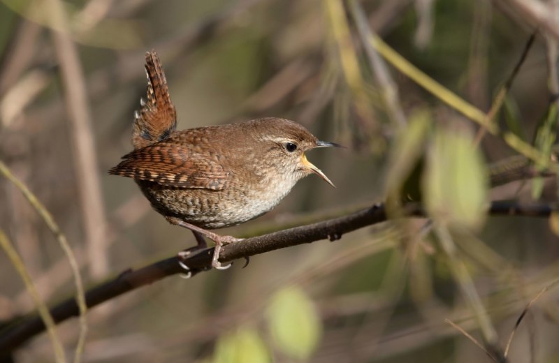 Крапивник Troglodytes Troglodytes
