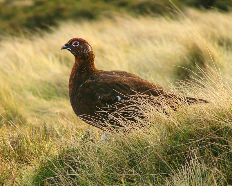 Серая куропатка (Perdix Perdix)