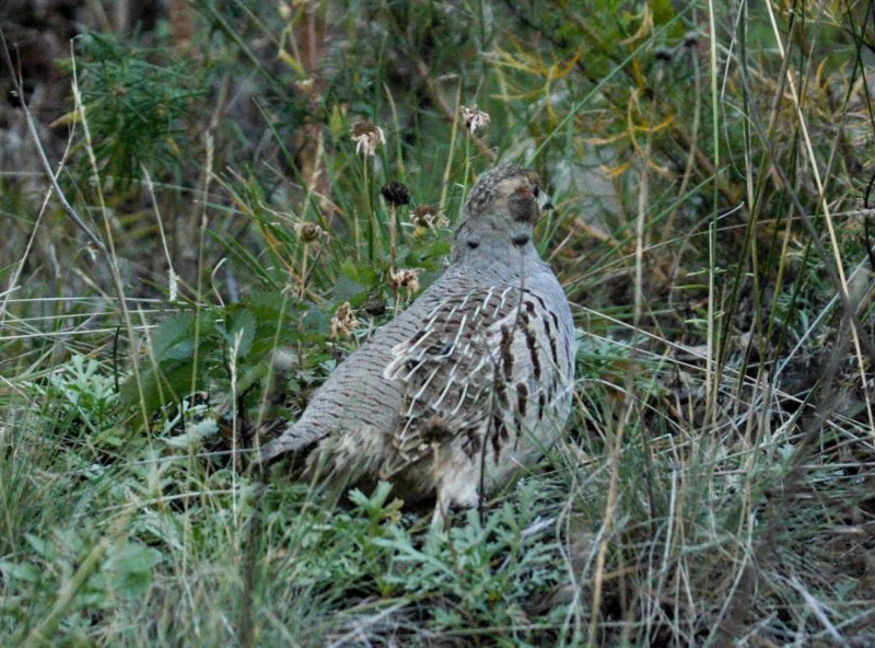 Серая куропатка (Perdix Perdix)
