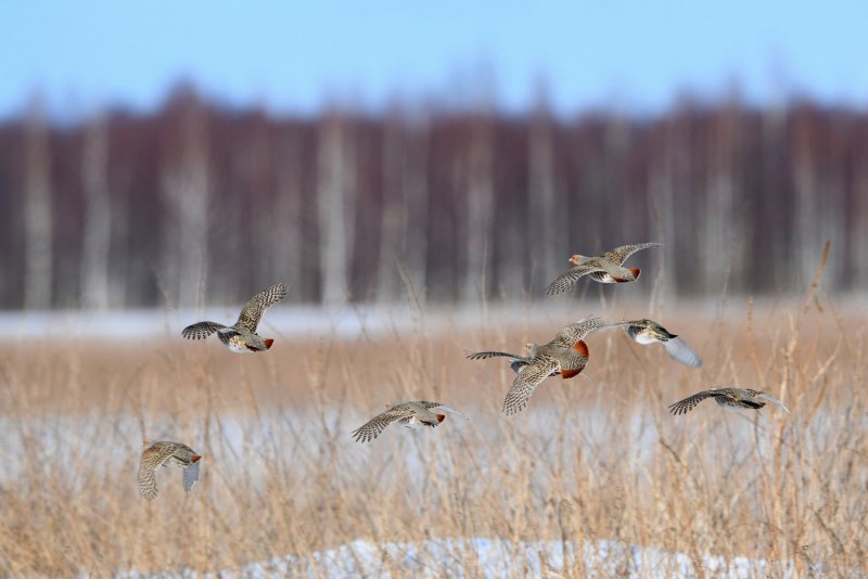 Серая куропатка (Perdix Perdix)