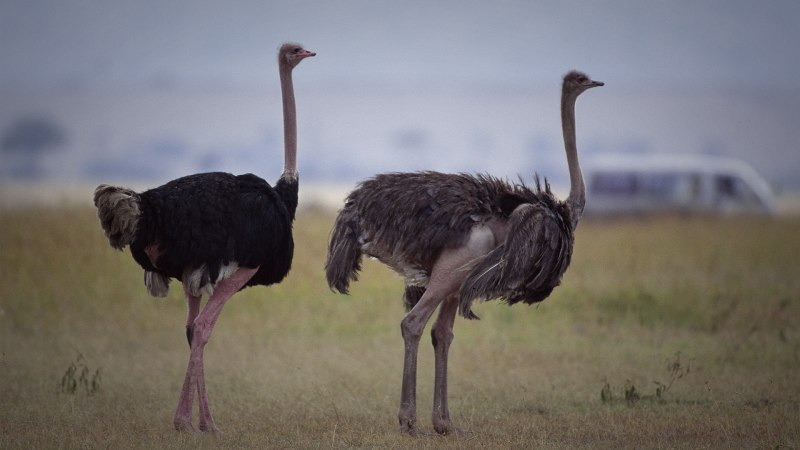 Baby Ostrich