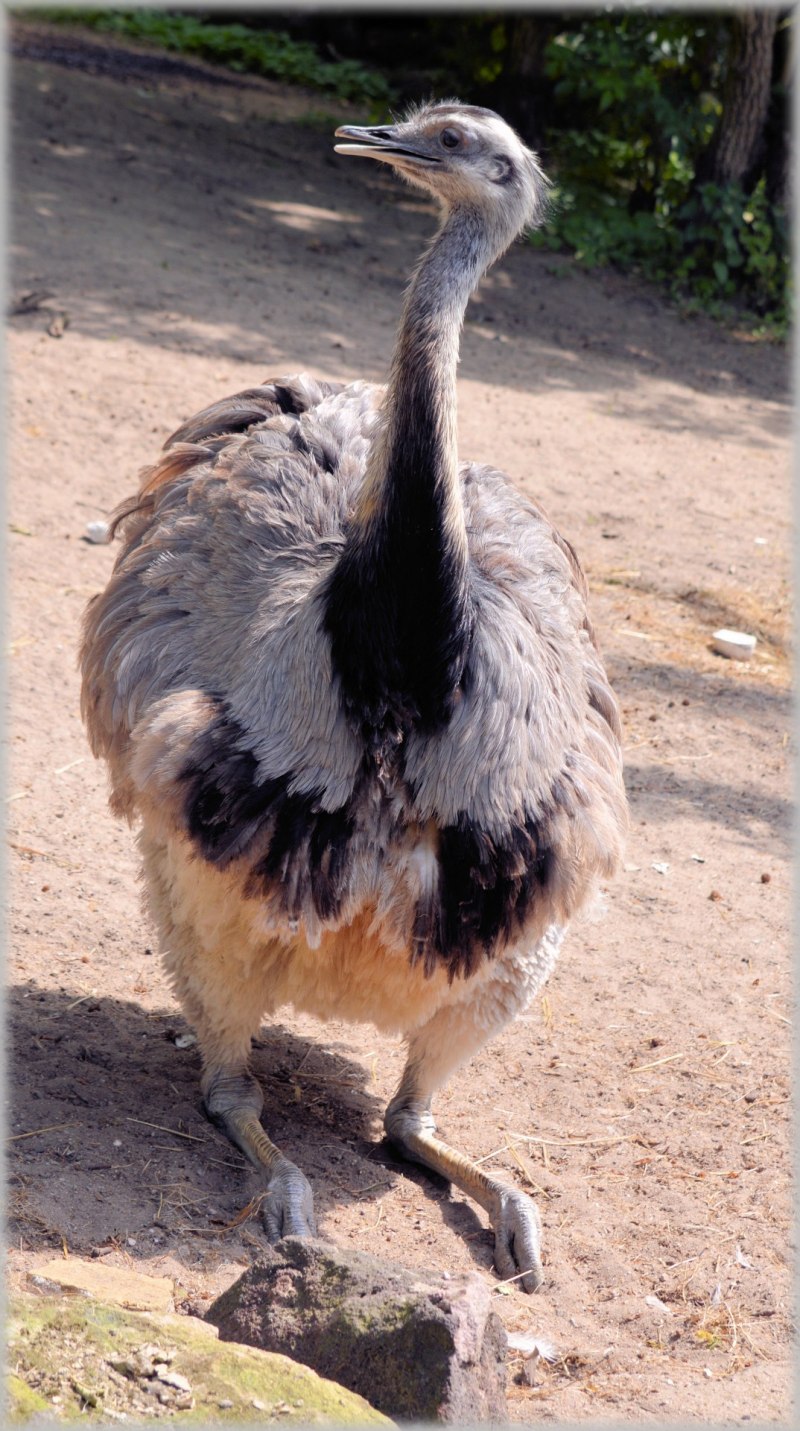 Struthio Camelus самец