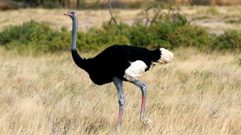 Ostrich 996