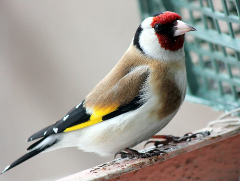 Щегол (Carduelis Carduelis)
