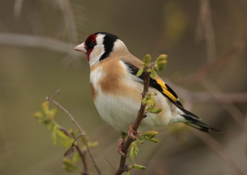 Щегол черноголовый Carduelis Carduelis