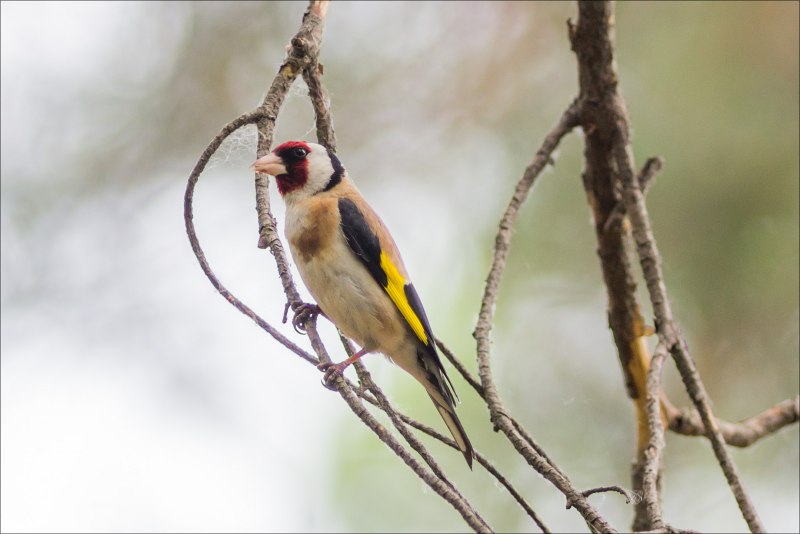 Goldfinch Bird male and female