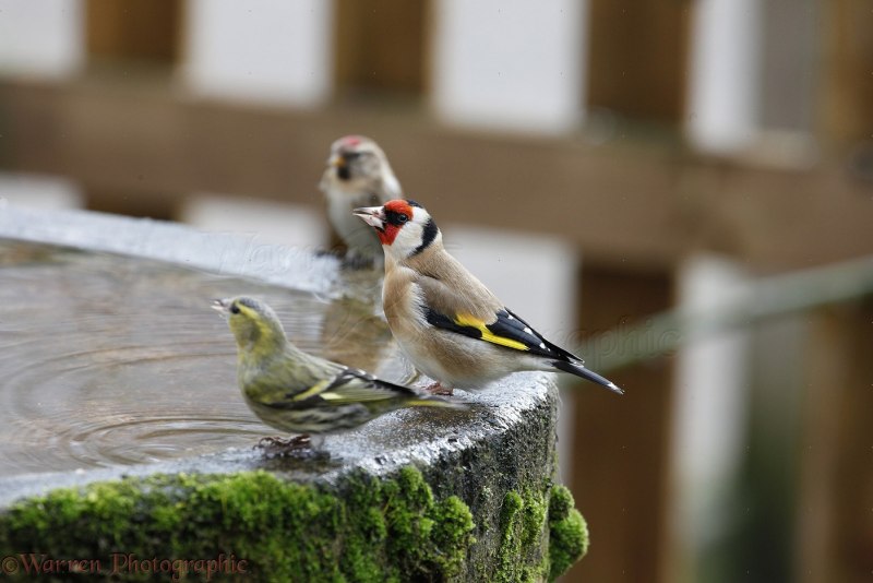 Щегол Carduelis Carduelis Major.повадки