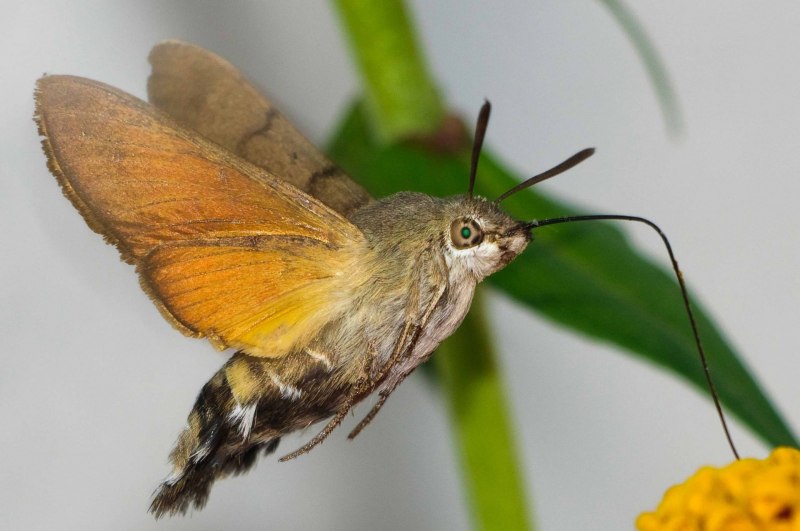 Ocreatus peruanus