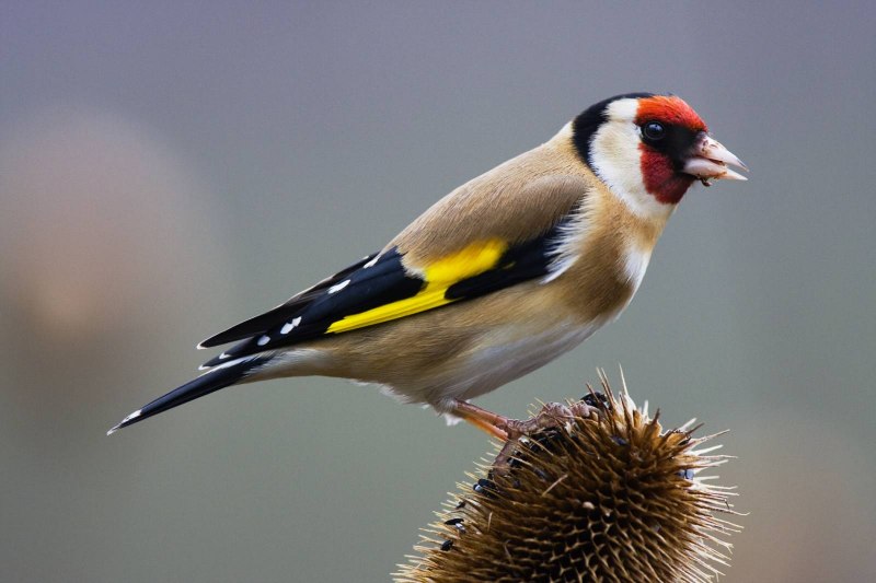 Carduelis Carduelis