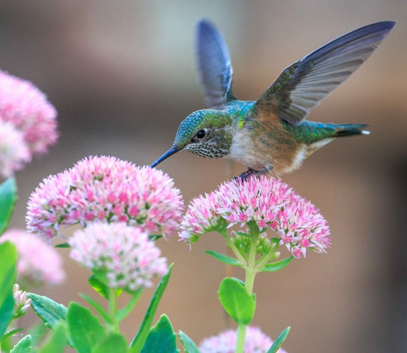 Chlorostilbon russatus