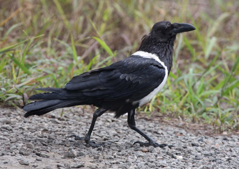 Albus Corvus
