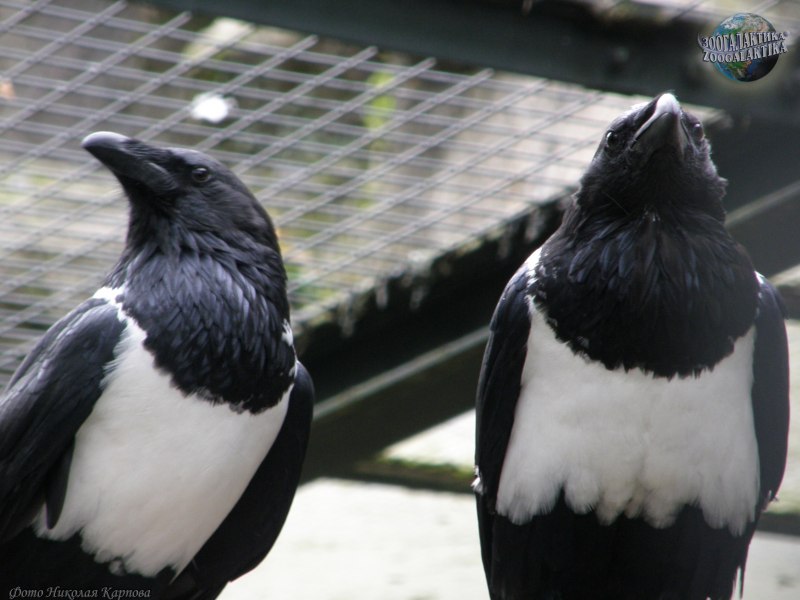 Albus Corvus
